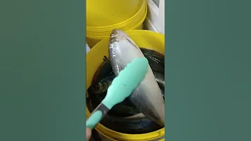 На обзор сельдь атлантическая из магазина светофор