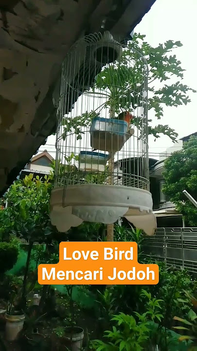 Love Bird Mencari Jodoh #shorts #lovebirds