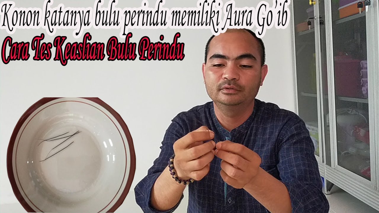 Buluh perindu asli kalimantan#buluh perindu asli#manfaat dan khasiat