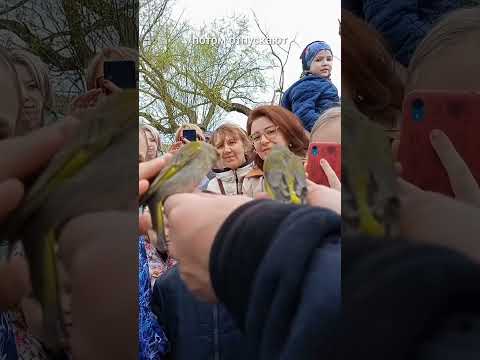 кольцевание птиц