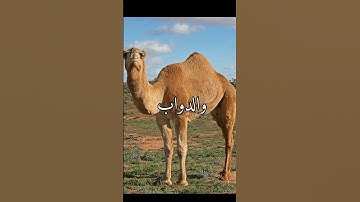 سورة الحج الآية 18 بصوت القارئ الشيخ د.هاشم ابو دلال ✨