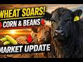 Wheat Jumps 17¢ While Corn &amp; Beans Fall | Ag Market Update Today