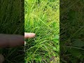 Know your sedgies carex sprengellii