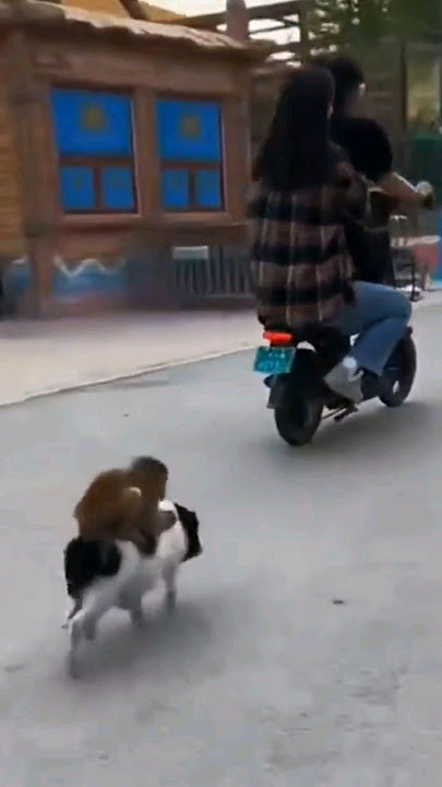 Kera naik Babi 😱 #comedy #funny #lucu #komedi #shorts