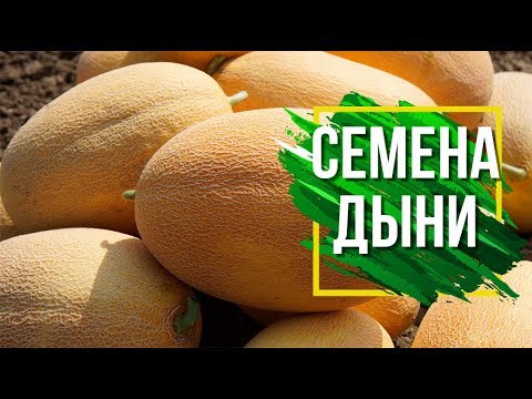 Лучшие Сорта Дыни Для Средней Полосы ✔️ Какие семена Дыни выбрать &#55356;&#57160;