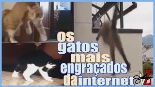 OS GATOS MAIS ENGRAÇADOS DA INTERNET