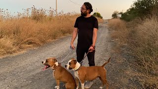 Sokak Köpeği̇ Yolumuzu Kesti̇ - Ameri̇kan Staff Thor Ve Dai̇sy Ni̇n Tepki̇leri̇