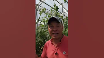 когда и как поливать огурцы перец, и томаты