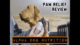 Introducing Alpha Dog Nutrition's Brand-New Paw Relief Product by Gun Dog Magazine 88 views 1 year ago 1 minute, 50 seconds