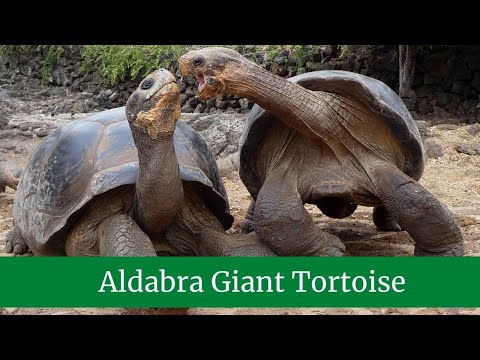 Aldabra Giant Tortoise Classification and Evolution, Habitat, Lifestyle