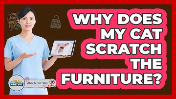 Why Does My Cat Scratch The Furniture? - Ask A Pet Vet