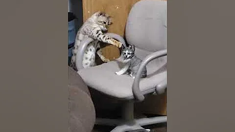 Watch the video about Snow Seal Mink Bengal