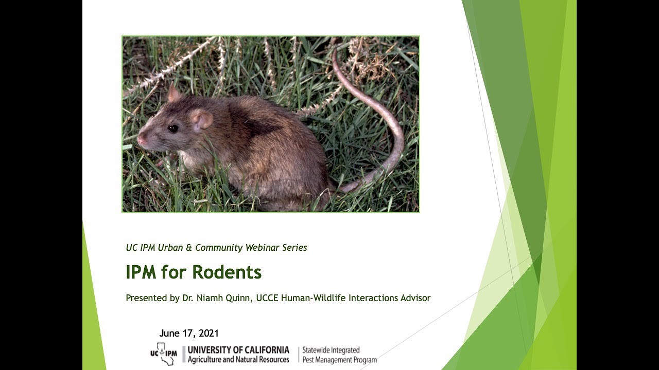 Rats and Mice: How to Manage Using Snap Traps - Pests in the Urban