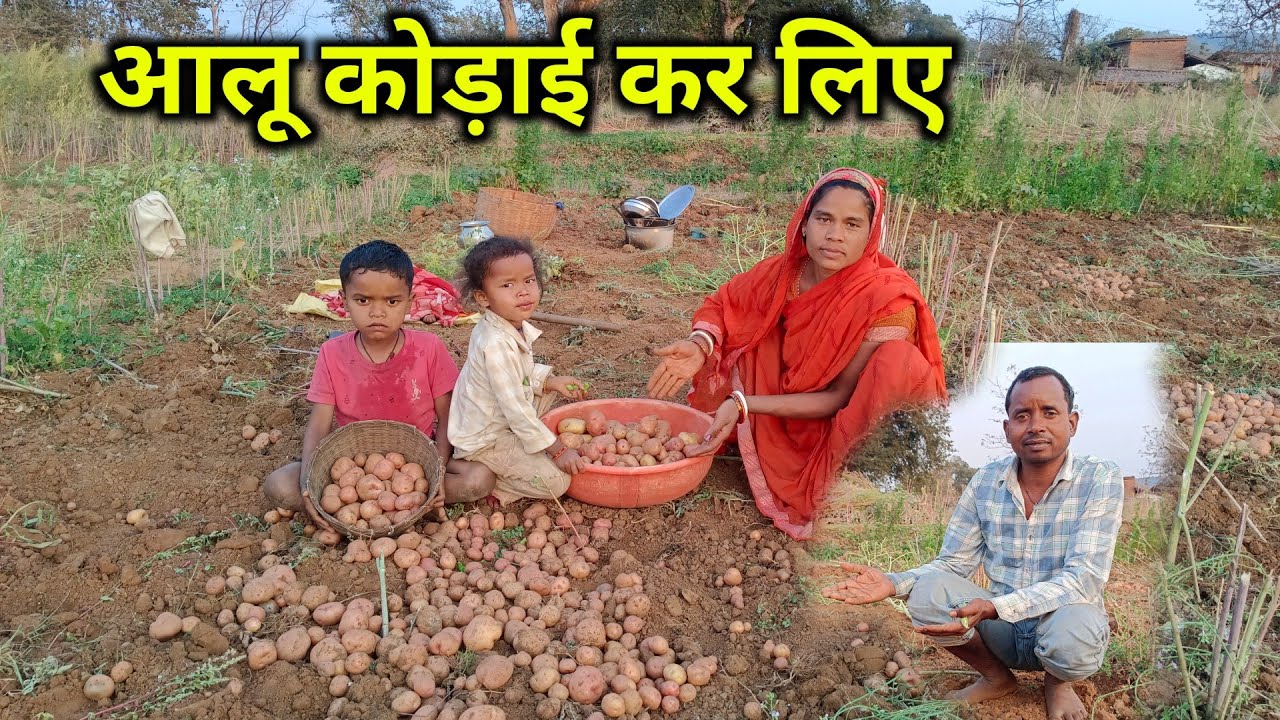 आलू कोड़ाई कर लिए #ramesh raj vlog #desiviilagelifetstyle 