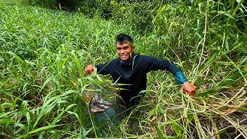 Quá Bất Ngờ Khi Bẫy Cá Lóc Lại Dính Nhiều Kinh Khủng Như Vậy 😬😬
