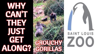 Cant These Silverback Gorillas Just Get Along? One Tub Is Not Enough For Them All!