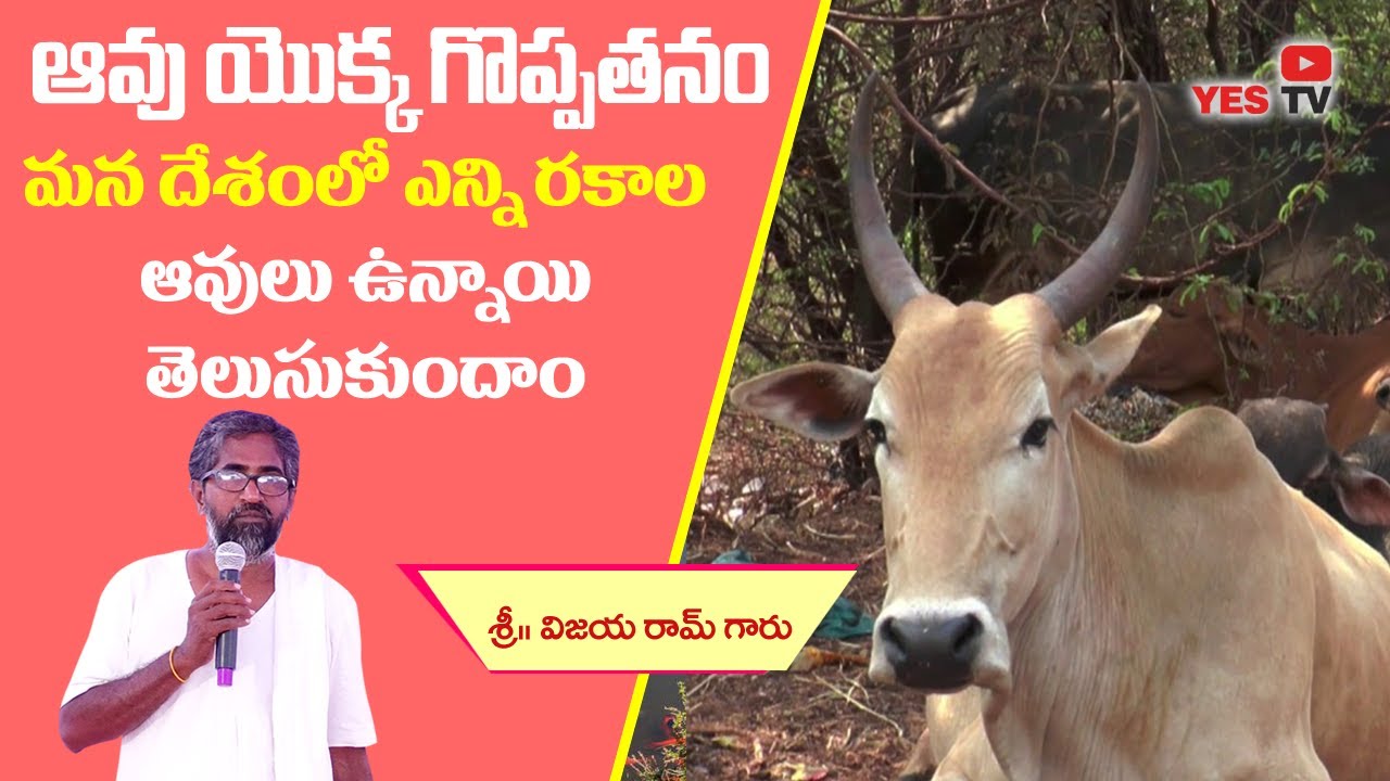 మన దేశంలో ఎన్ని రకాల ఆవులు ఉన్నాయి అనే విషయం మీకు తెలుసా? How many Desi Cow Breeds in India||Yes Tv