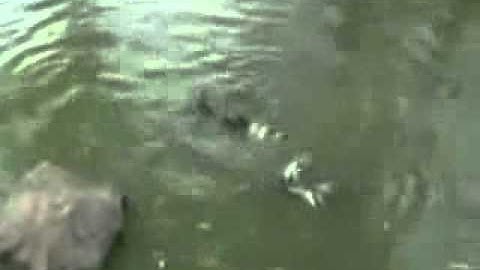 Wow ! from www metacafe com