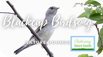 🐦 Blackcap Forest Birdsong Voice Relaxing Sleep, Meditation, Study | Relaxing Nature Sounds