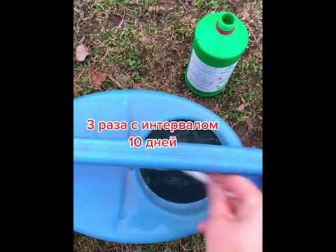 Video: Жаңы жылдык кактусту кантип кыркуу керек: 12 кадам (сүрөттөр менен)