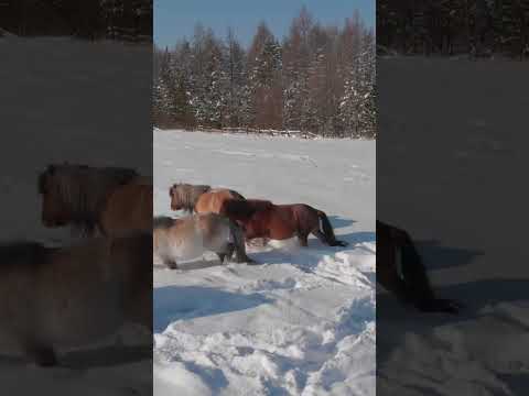Якутские лошади |