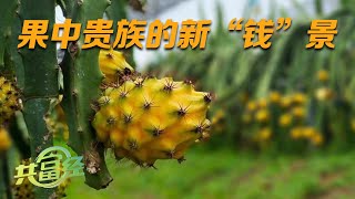 新的致富法宝来了！他们用补光灯模拟太阳光来种植燕窝果，让水果新贵带来新财富！|「共富经」20230531