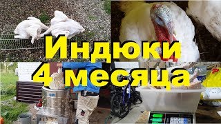 Индейка 4 месяца. Забой. Взвешивание