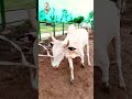 fateh jangi bull 2026 #shorts #shortvideo #youtubeshorts #fatehjangibulls #domail #ani#cow #bull