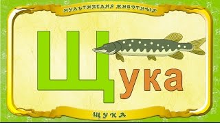 Мультипедия Животных. Буква Щ - Щука