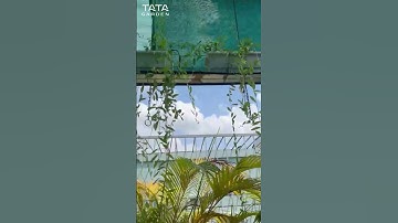 Hệ thống tưới bán tự động giúp duy trì sắc xanh vườn nhà #shorts #tuoicaytudong