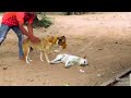 #dogs o #susto #shortvideos #kkk