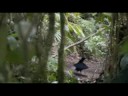 bird-of-paradise,-cool-and-funny-dance