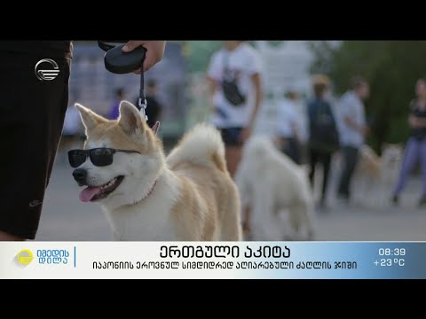 იაპონიის ეროვნულ სიმდიდრედ აღიარებული  ძლიერი, მამაცი და ერთგული აკიტა