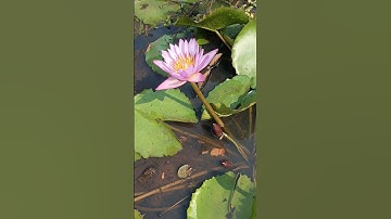 Water lily flower blooming phases