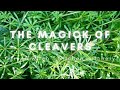 HERBCRAFTING WITH CLEAVERS #SHORTS | HERB MAGICK | PLANT SPIRITS | GREEN WITCH | FOLK WITCHCRAFT