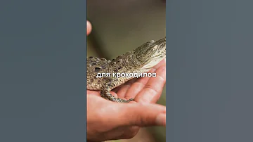 Крокодил не может высунуть свой язык?🐊