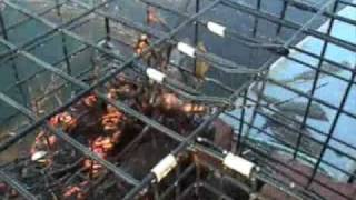 Lobster Trapping 3
