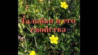 3# Талабан и его свойства.