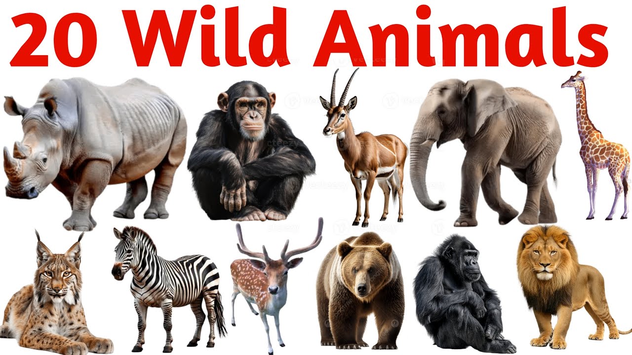 Learn 20 Wild Animal Names in English | Jungle Animals for Kids with ...
