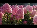 Hydrangea paniculata living pink  rose