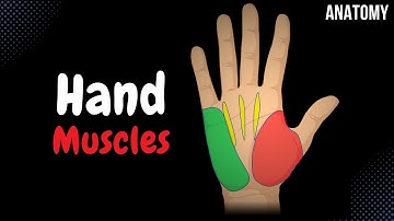 Muscles of the Hand (Division, Origin, Insertion, Functions)