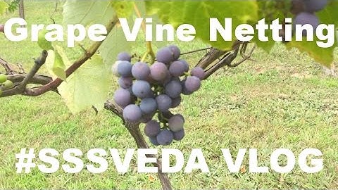 Grape Vine Netting