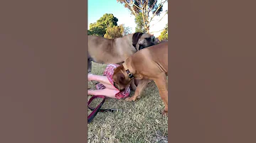 Big Boerboel pinches owner #boerboel #mastiff #shortsbeta #shortsvideo