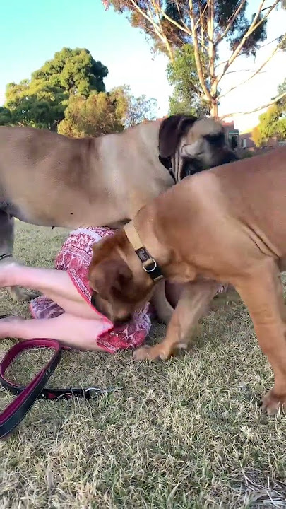 Big Boerboel pinches owner #boerboel #mastiff #shortsbeta #shortsvideo