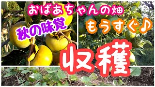 【40】秋の味覚 もうすぐ収穫   柿 さつまいも デコポン（ミカン）栽培 収穫の秋 のんびり家庭菜園日記