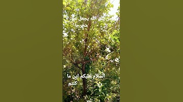 القرآن الكريم/ سورة الإسراء القارئ الحاج عامر الكاظمي/اللهم صل وسلم على نبينا محمد