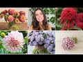 My top 5 cut flowers for small gardens  productive  beautiful