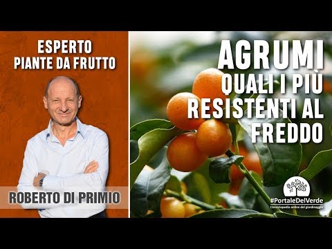 Video: Quanto costa in media un aranceto?