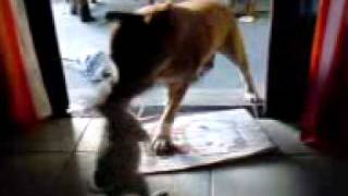 Bull Terrier & Pit Bull