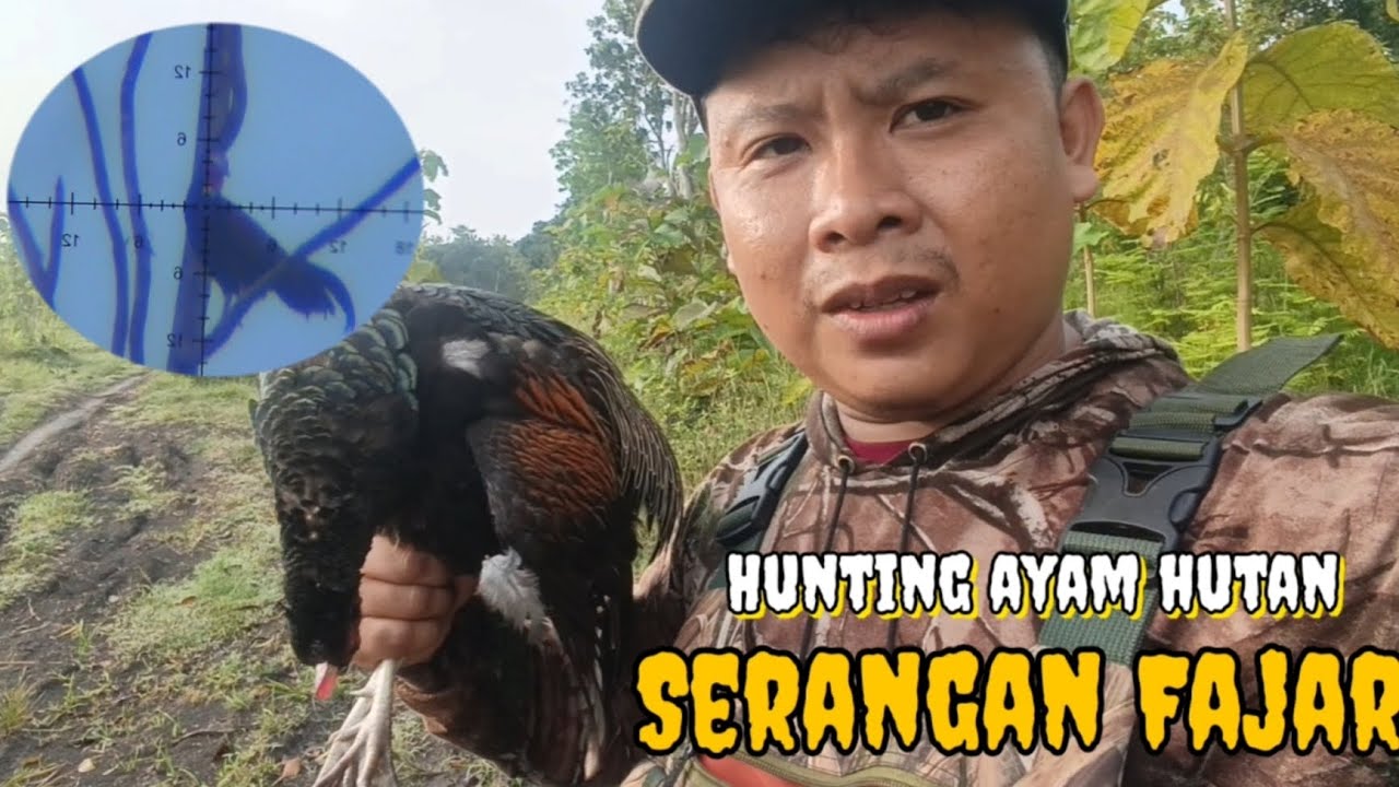 Hunting Pagi Ayam Hutan, Serangan Fajar